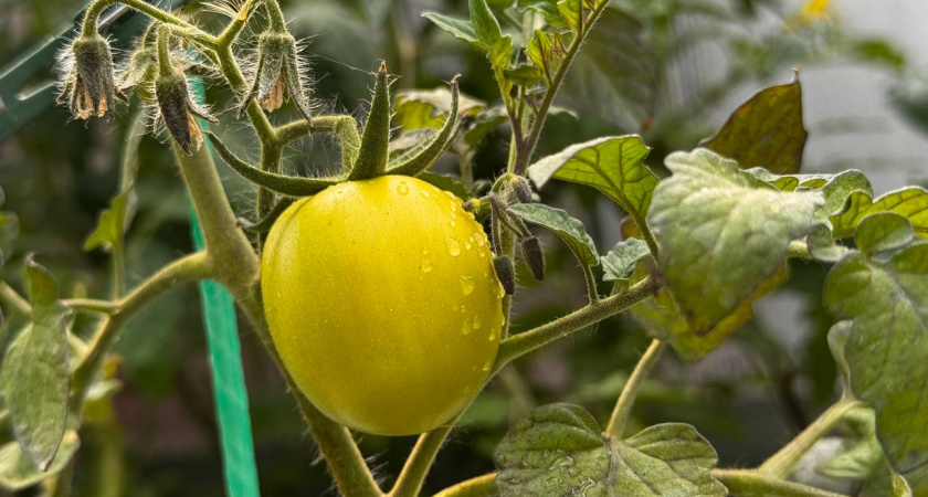Топ-3 самых дешевых и мясистых сорта томатов на 2026 год: урожая завались — хоть на рынке продавай