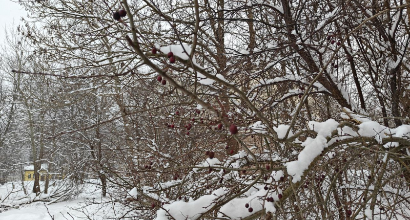 Морозы держат Калининград в плену: почему тепла не будет ещё долго, и когда ждать самые лютые дни