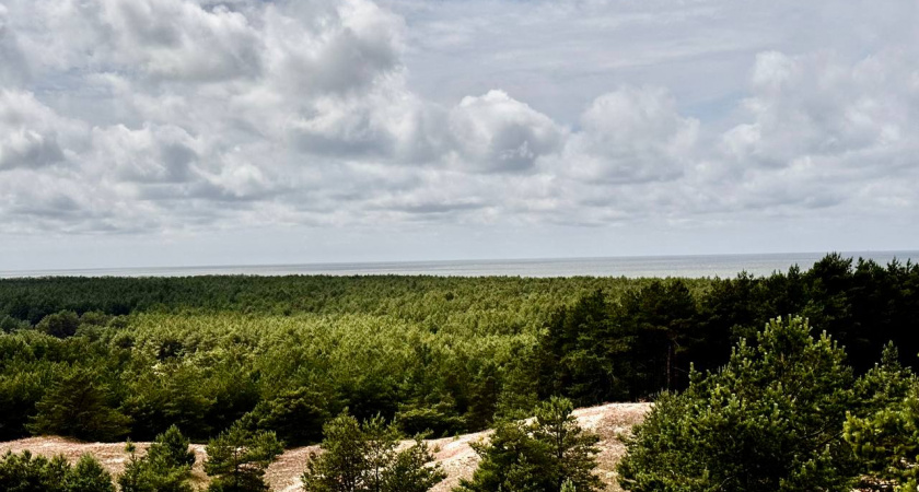 Куршская коса рискует потерять статус ЮНЕСКО: арест директора может иметь международные последствия