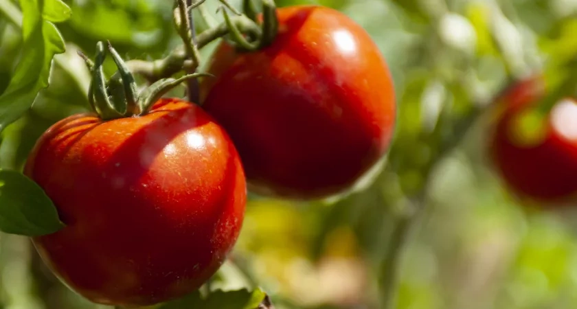 Идеально для ленивых садоводов: низкорослые томаты, которые плодоносят так, будто их пасынкуют каждый день по 1 кг каждый