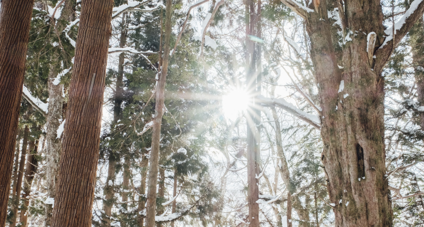 Не увольняйся, разбери бумаги: народные приметы на 21 января, Емельяна Зимнего