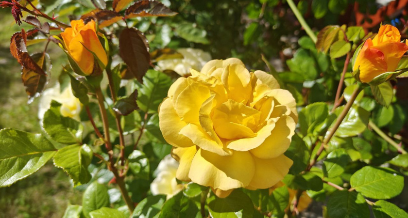 Скупила 1 средство за 50 рублей и использую в январе-феврале для пышного цветения роз на даче: бутоны всегда пышные и огромные