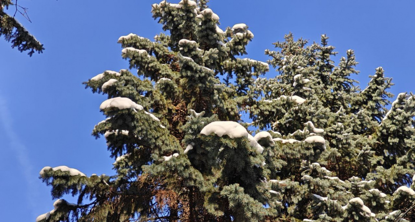 Калининградская область на краю Сибири: морозы усилятся, холод станет «злее»