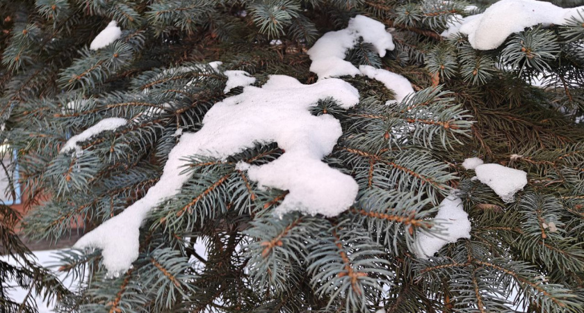Калининградская область на пороге погодного сюрприза - синоптики рассказали чего ждать от конца января