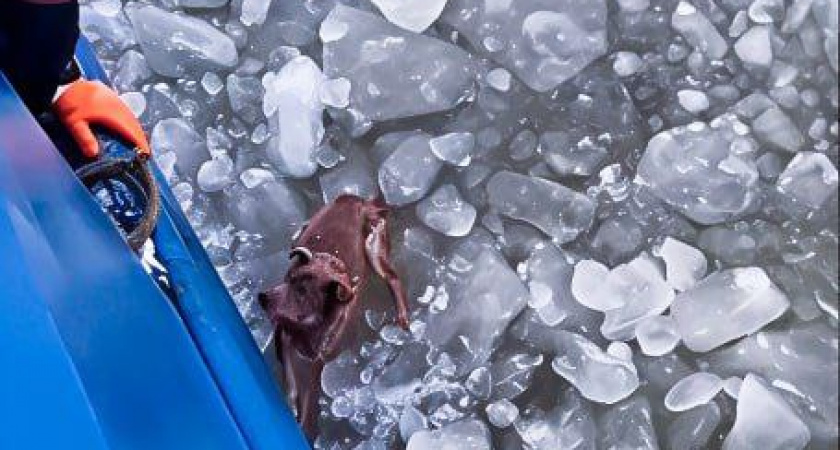В Калининграде моряки спасли собаку из ледяной ловушки на морском канале 