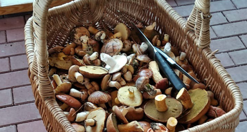 В Калининградской области грибники будут вести тихую охоту на мусор