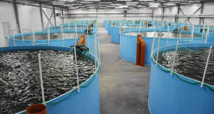 В Гвардейском районе открыли новый завод за 180 млн рублей - что будут производить