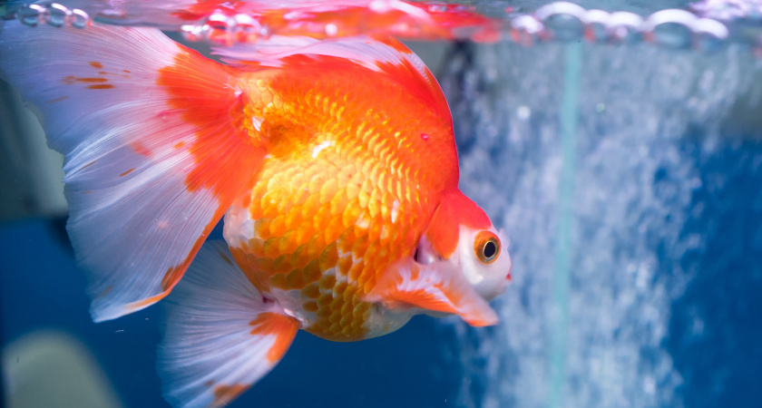 7 вещей, притягивающих деньги в дом: купите себе хотя бы что-то из этого списка и сразу увидите разницу