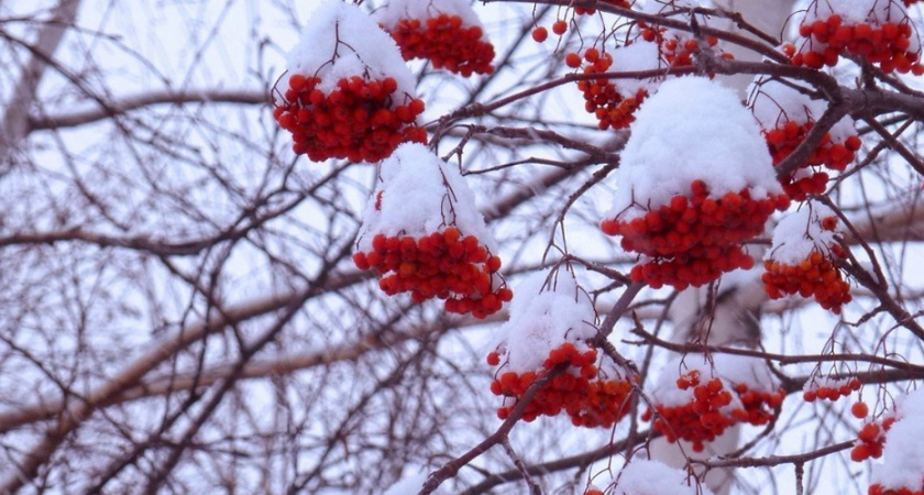 Ощутимо холоднее: погода днём в Калининграде на это воскресенье, 25 января