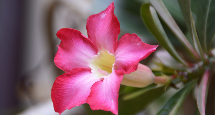 Подкормка в январе решает всё: чем полить декабрист, чтобы он не «выдохся» к февралю