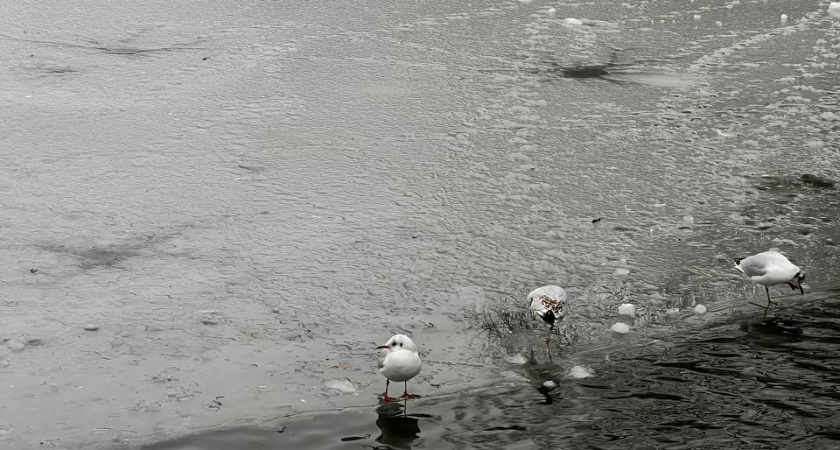 Калининград в опасной зоне: МЧС предупреждает о гололёде и скользких дорогах, власти просят не надевать каблуки