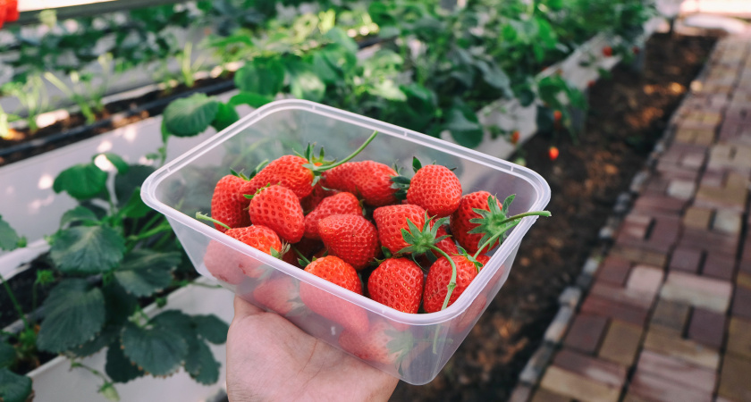 Финское клубничное «рабство»: как я решилась поехать на сбор клубники в Европу - честный отзыв туриста