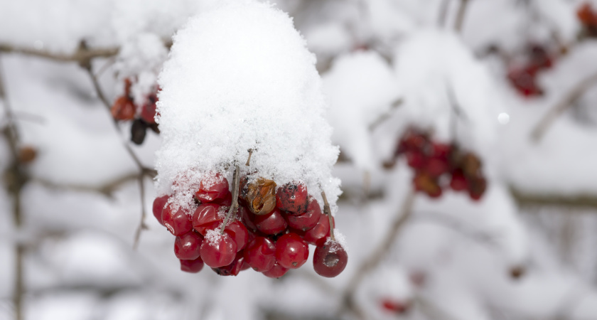Не злись, не игнорируй животных: приметы и запреты на 27 января