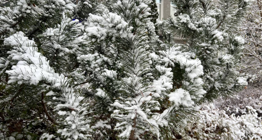 Почему теплые калининградские зимы сменились затяжными морозами - синоптики объяснили аномальные холода