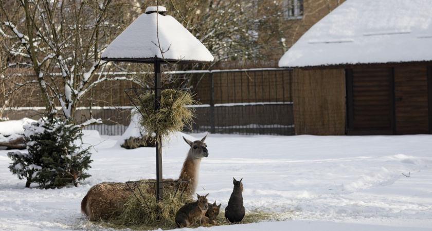 В зоопарке Калининграда рассказали как животных подготовили к аномальным холодам