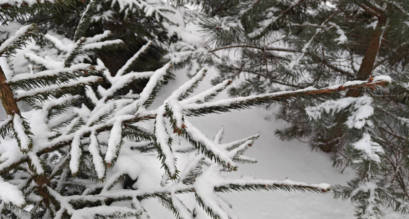 Морозный четверг в Калининградской области — детальный прогноз по городам