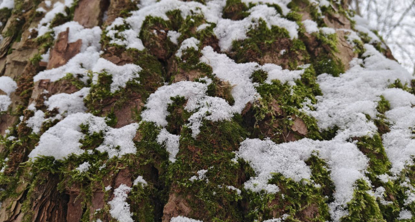Не выходите без шапки: прогноз морозов в Калининградской области на пятницу и выходные