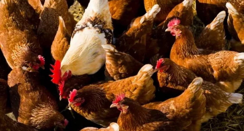 «Курица — не горожанка»: владельцам курятника на Бассейной приказали избавиться от птицы