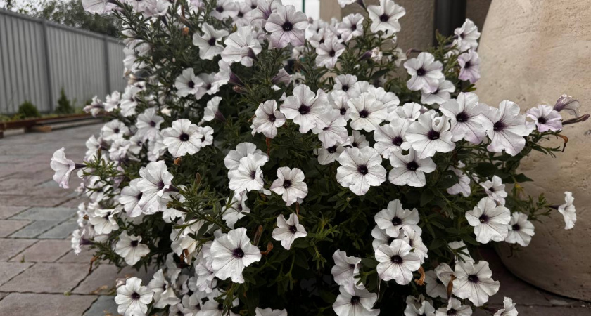 Посадила весной - и сад сразу засверкал: 15 цветов, которые выдают эффект уже в первый сезон