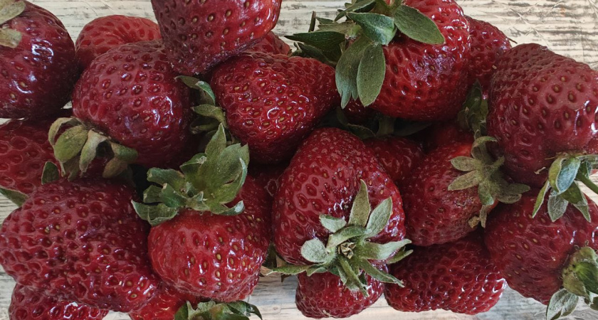 Уступает клубнике по размеру, но выигрывает по аромату: почему в 2026 году все будут сажать земклунику