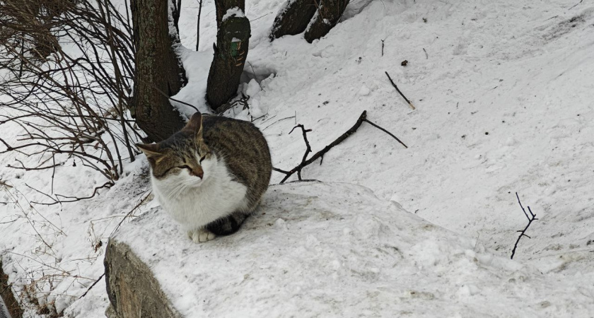 До -24 ночью! В Калининград идёт ледяной удар: какие районы области застанут врасплох 