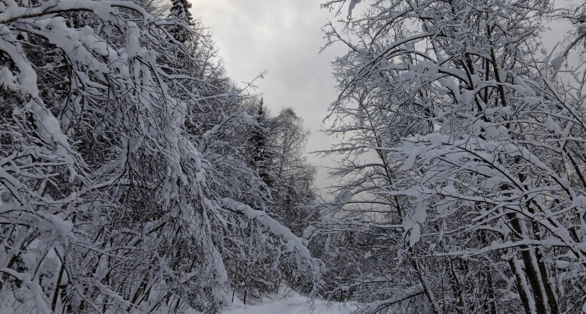 Экстренно: в Калининграде и области ожидаются обморожения при −23…−24°C