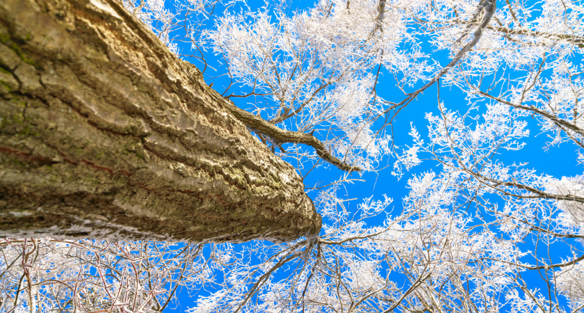 Не спеши с деньгами — укрепляй дом: народные приметы и запреты на 1 февраля