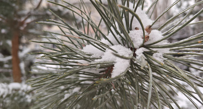 Когда Калининград так же замерзал как в этом году : 70 лет назад город пережил рекордный мороз в -33°C