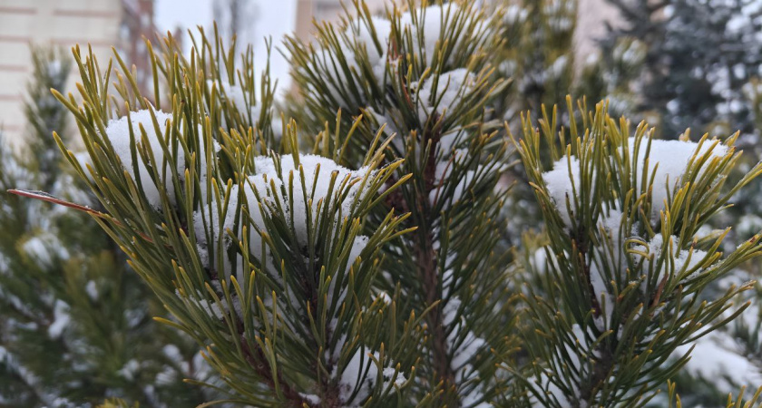 Зима показывает зубы: Калининградскую область ждёт один из самых холодных периодов сезона