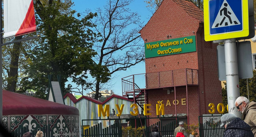 В Зеленоградске музей сов лишился лицензии: птицы мерзли, их держали в каптёрке персонала - какие еще нарушения нашли