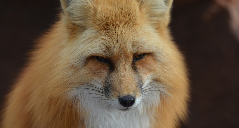 В центр Калининграда пришли лисицы из-за сильных  морозов: приключения зверей попали на видео