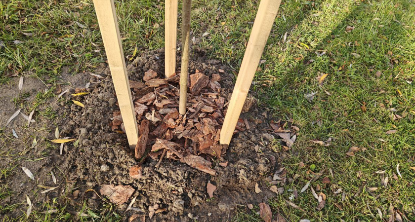 Новые правила для калининградских землевладельцев — за эти растения оштрафуют на сотни тысяч