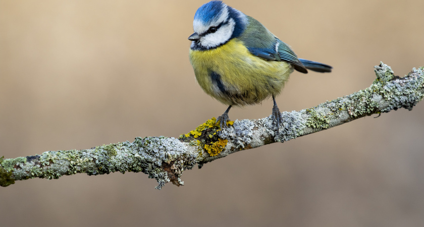 Не ленись отдыхать и слушай природу: народные приметы на 7 февраля, Григорий – весноуказатель