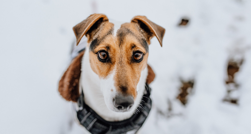 Нужно ли обрабатывать собак от блох зимой? Вы удивитесь, узнав правду - ветеринары ответили на этот вопрос