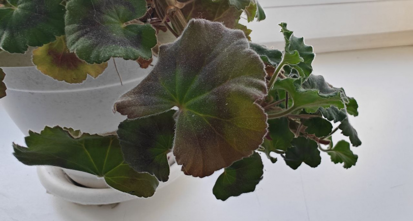 В феврале герани – обязательно: 5 мл в воду – и бутоны лезут как бешеные. мощное цветение 100 из 100