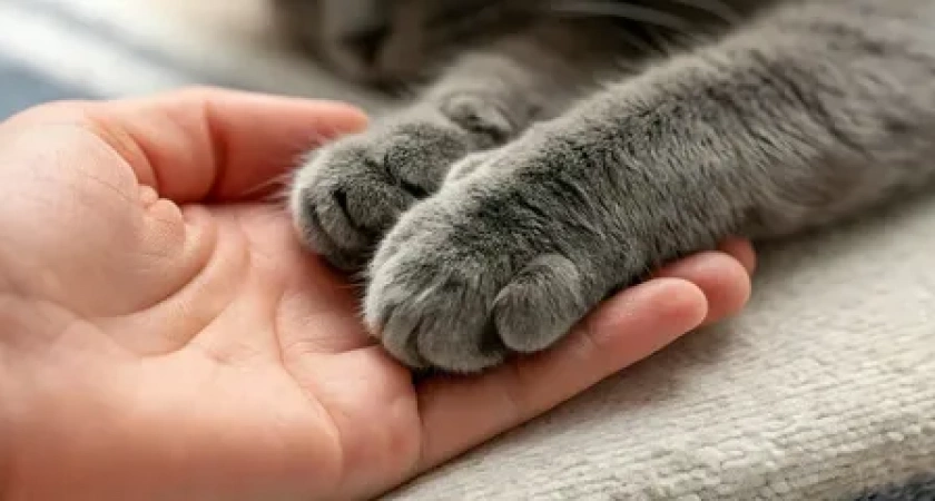 Эвакуация на высоте: в Васильково альпинист спас застрявшую на водонапорной башне кошку Мусю — животное ищет новый дом