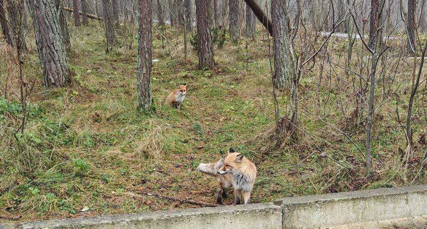 Спасай, пока не поздно: косули в Калининградской области умирают от голода в снежных ловушках 