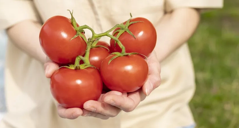 Крепкие, мясистые и с первыми красными плодами: помидоры, усыпанные раньше срока - агрономы назвали лучшие сорта