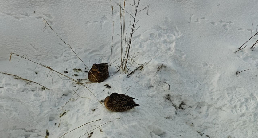 Зима готовит сюрприз для Калининграда: синоптики намекают на неожиданное тепло, но радоваться рано, впереди слякоть и дождь