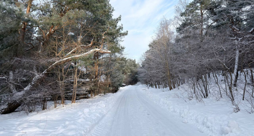 В Калининграде спасли сову, которая сама пришла к людям за помощью