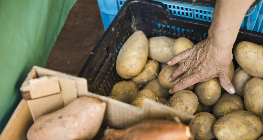 Один раз посадил картошку под картоном - теперь лопату почти не беру в руки, а урожай стабильно радует: вот лайфхак