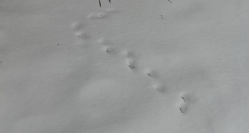 В Калининграде 11 февраля до +1°C, но с мокрым снегом и гололедицей