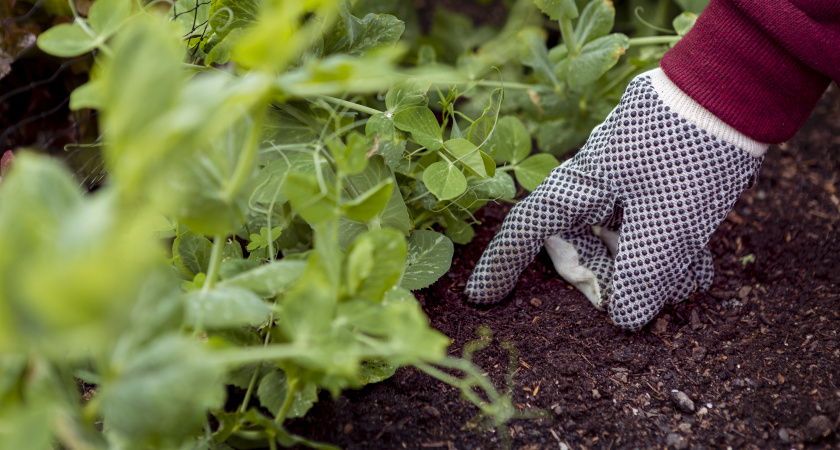 Дачники, сыпьте 1 стакан прямо на снег в феврале: весной грядки будут мягче пуха - крутой совет агрономов