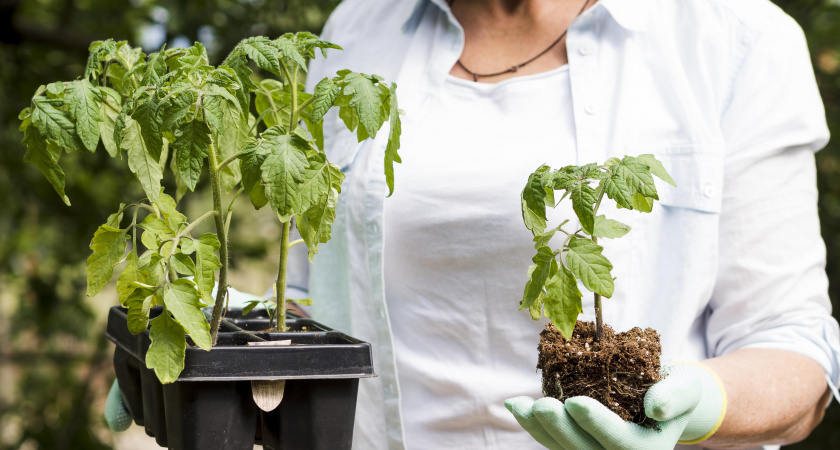 Февраль решает урожай: в какие даты 2026 года сеять помидоры на рассаду, а когда лучше спрятать семена