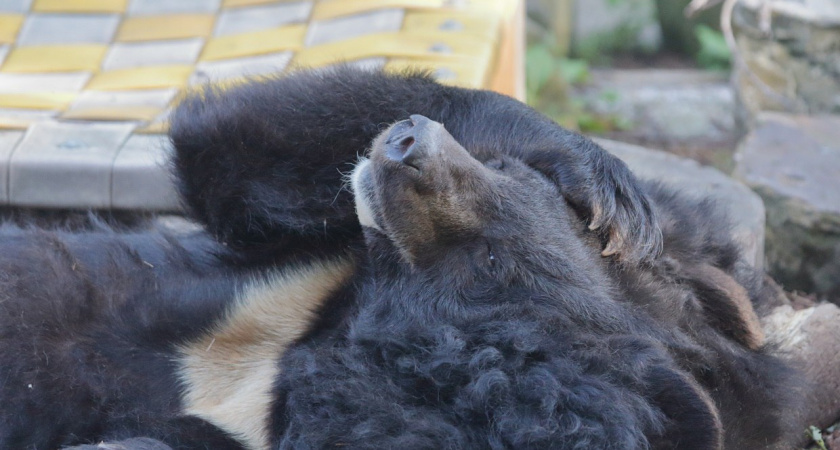 В Калининградском зоопарке за неделю скончались четверо животных — не перенесли морозы