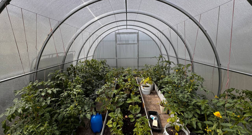 В Калининградской области тестируют сорт «тундра» — капуста не боится морозов и созревает к весне