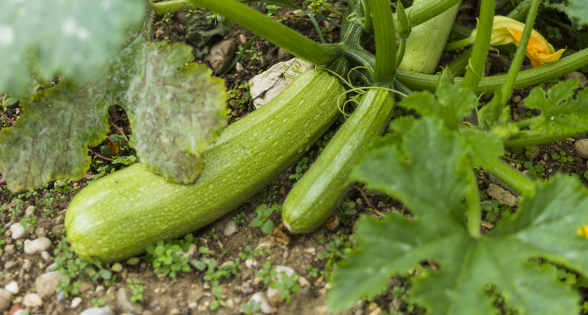 Посадишь «на пробу» — а через 40 дней уже собираешь урожай: ранние кабачки, которые не заставят ждать