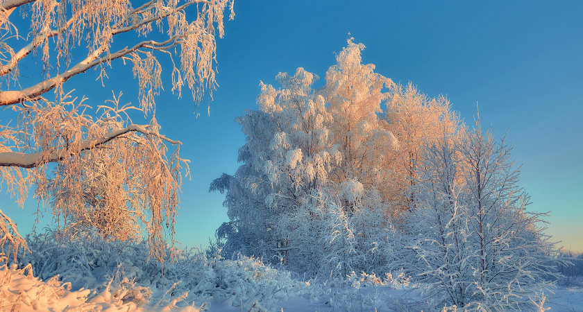 Не игнорируй животных, не откладывай дела: народные приметы и запреты на 19 февраля
