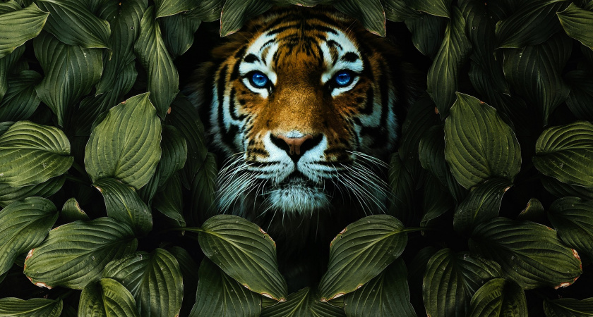 Если вы родились в год Тигра это изменит вашу жизнь в 2026: какие подарки приготовила Огненная Лошадь - приятные не все