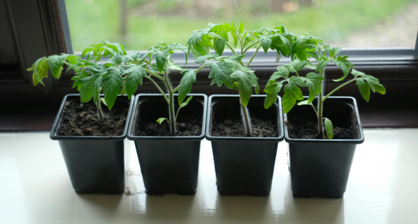 Февральский дедлайн: 10 культур, которые нужно срочно сеять на рассаду - опоздаете и останетесь без урожая